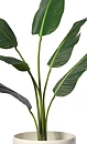 Travellers palm, konstväxt