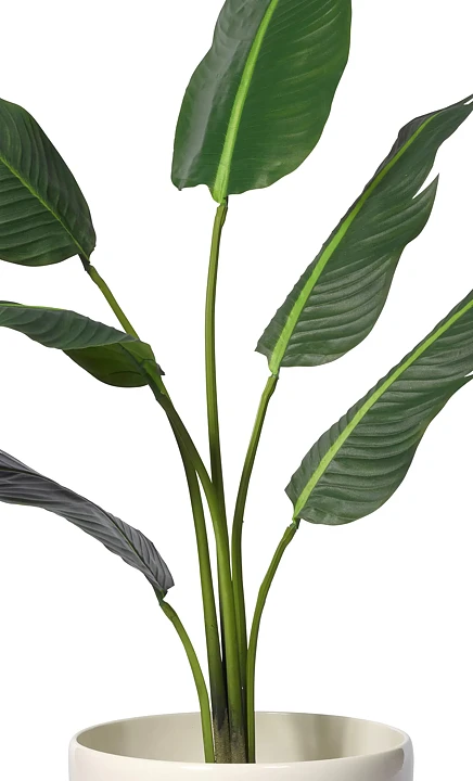 Travellers palm, konstväxt