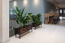 Travellers palm, planta artificial