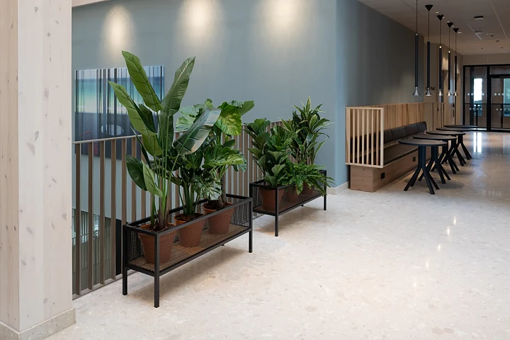Travellers palm, konstväxt