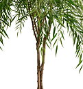 Willow, planta artificial