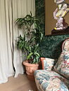 Dracaena Fragrans verde/blanco, planta artificial