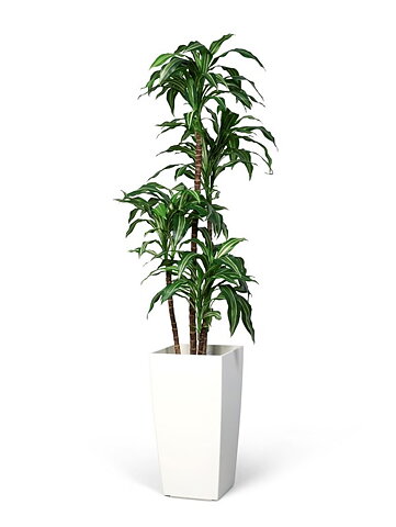 Dracaena Fragrans grön/vit, konstväxt