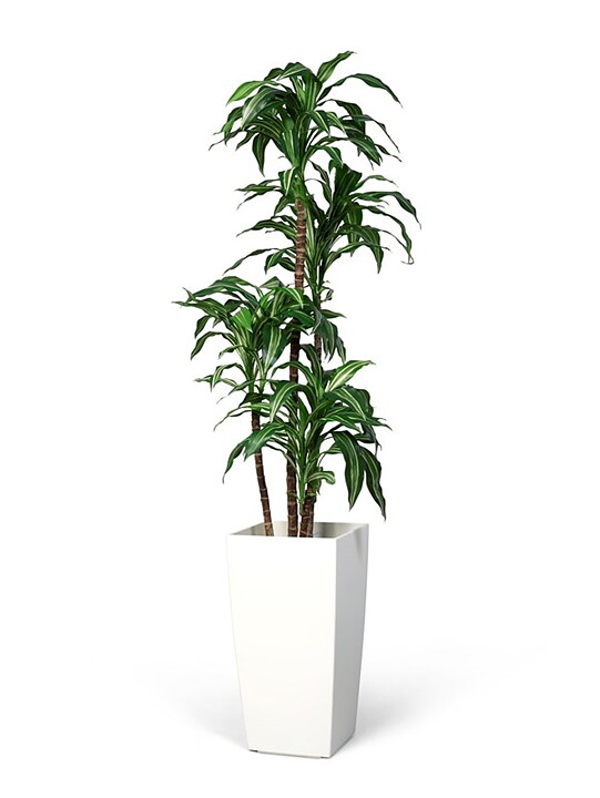 Dracaena Fragrans grön/vit, konstväxt