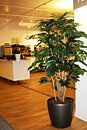 Cafeto, planta artificial