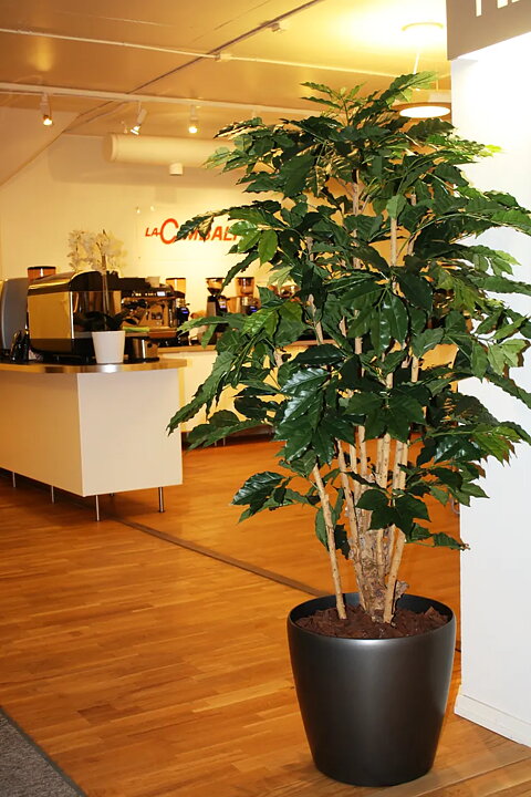 Cafeto, planta artificial