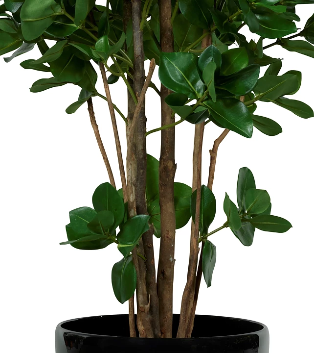 Clusia, planta artificial