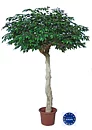 Paragua, planta artificial