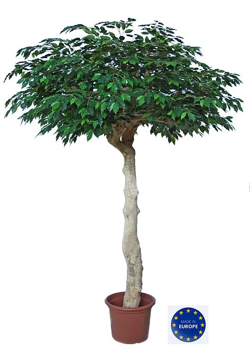 Paragua, planta artificial