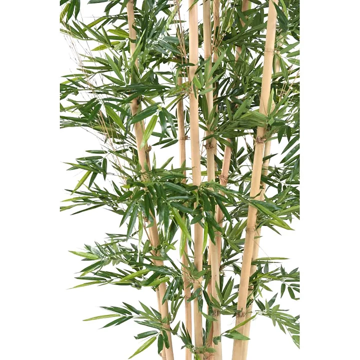 Bambu XL, konstväxt