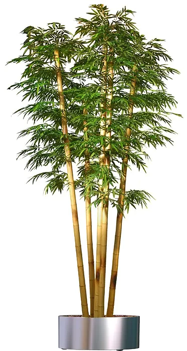 Bambu XL, konstväxt