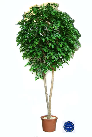 Haya, planta artificial