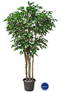 Haya, planta artificial