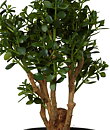Crassula, konstgjord växt