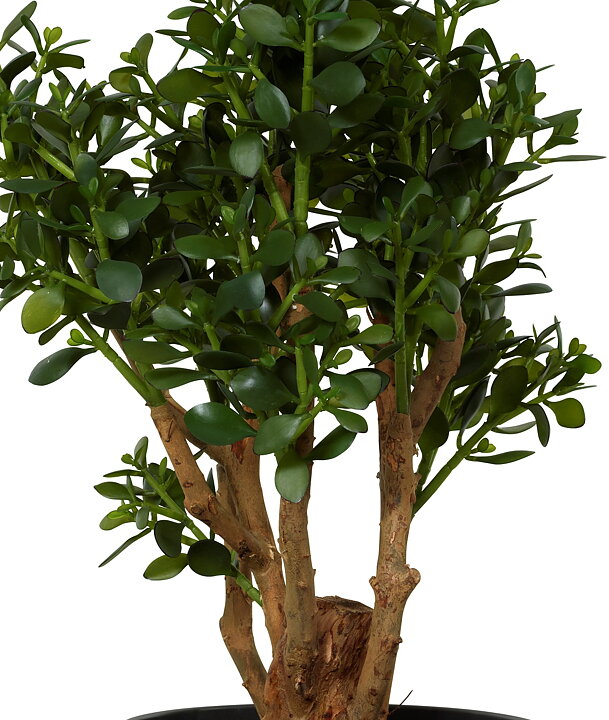 Crassula, konstgjord växt