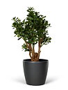 Crassula, konstgjord växt