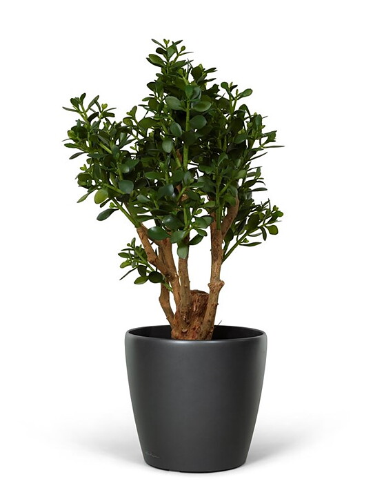 Crassula, konstgjord växt