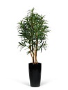 Dracaena Anita, konstväxt