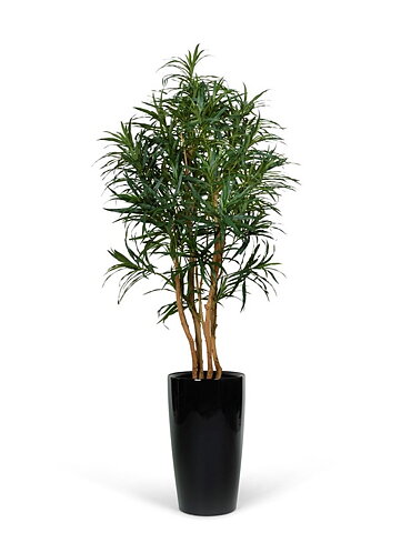 Dracaena Anita, konstväxt