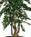 Malabar ficus artificial