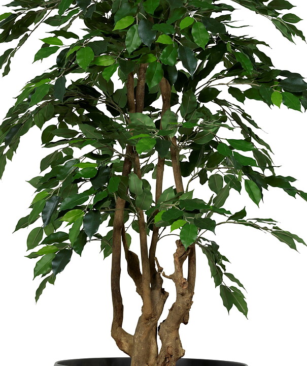 Malabar ficus artificial