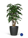 Malabar ficus artificial