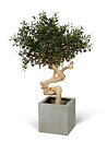Olive Crown, konstväxt
