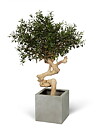 Olivo Crown, planta artificial