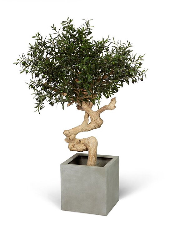 Olive Crown, konstväxt