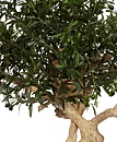 Olive Crown, konstväxt