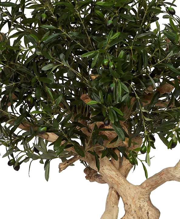 Olive Crown, konstväxt