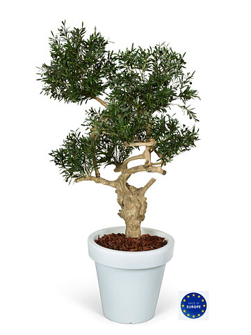 Olive Crown, konstväxt