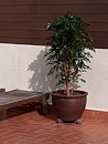 Ficus benjamina, Natasja