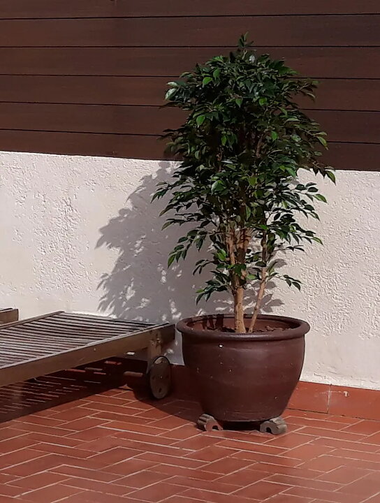 Ficus benjamina, Natasja