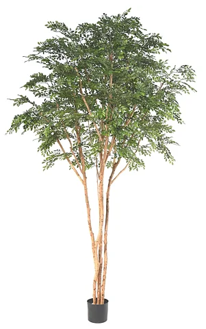 Bucida, planta artificial