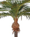 Coco palmera, planta artificial