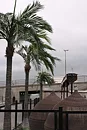Coco palmera, planta artificial