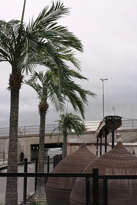 Coco palmera, planta artificial
