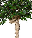 Roble, planta artificial