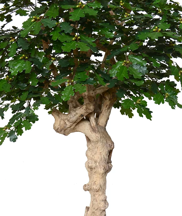 Roble, planta artificial