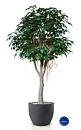 Ficus benjamina, planta artificial