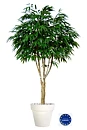 Longifolia, planta artificial