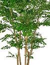 Acacia, konstväxt