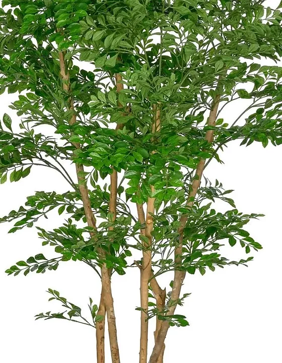 Acacia, konstväxt
