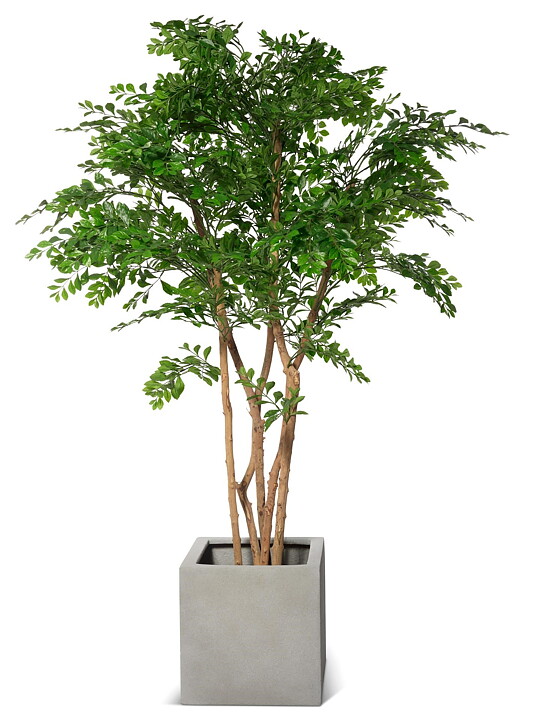 Acacia, konstväxt