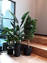 Alocasia, konstväxt