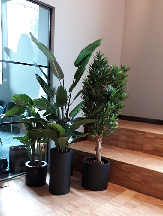 Alocasia, konstväxt