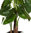 Alocasia, konstväxt