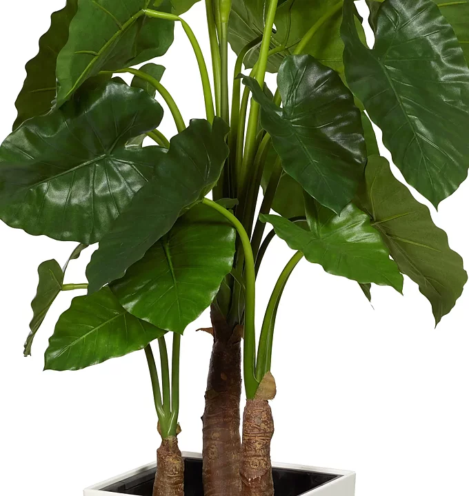 Alocasia, konstväxt