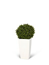Boj, planta artificial